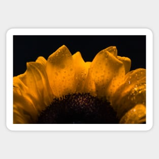 Sunflower Petals Sticker